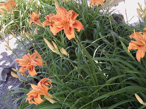 Tiger lillies around pond