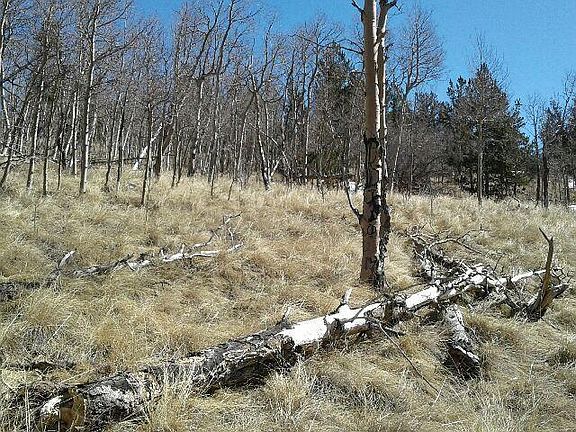 3rd image of 1570 Platte River Dr