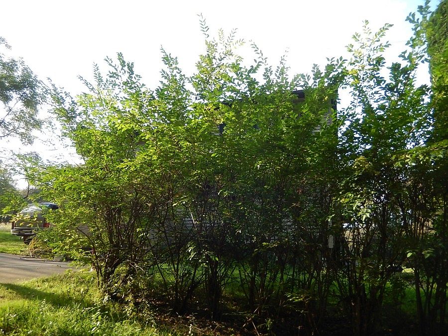 2nd image of 631 Deets School Rd