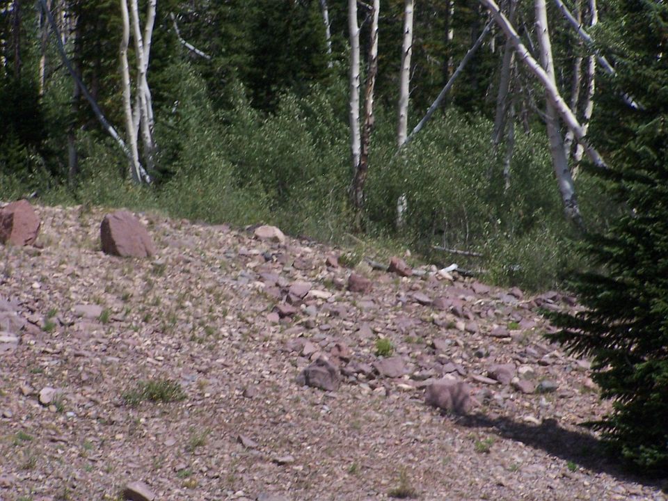 1st image of 1005 E Autumn Dr