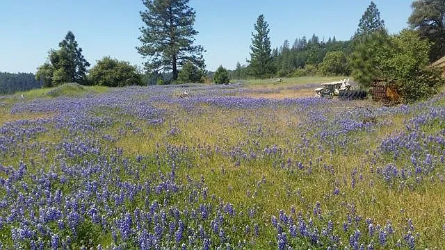 17252 Shake Ridge Rd photo 1