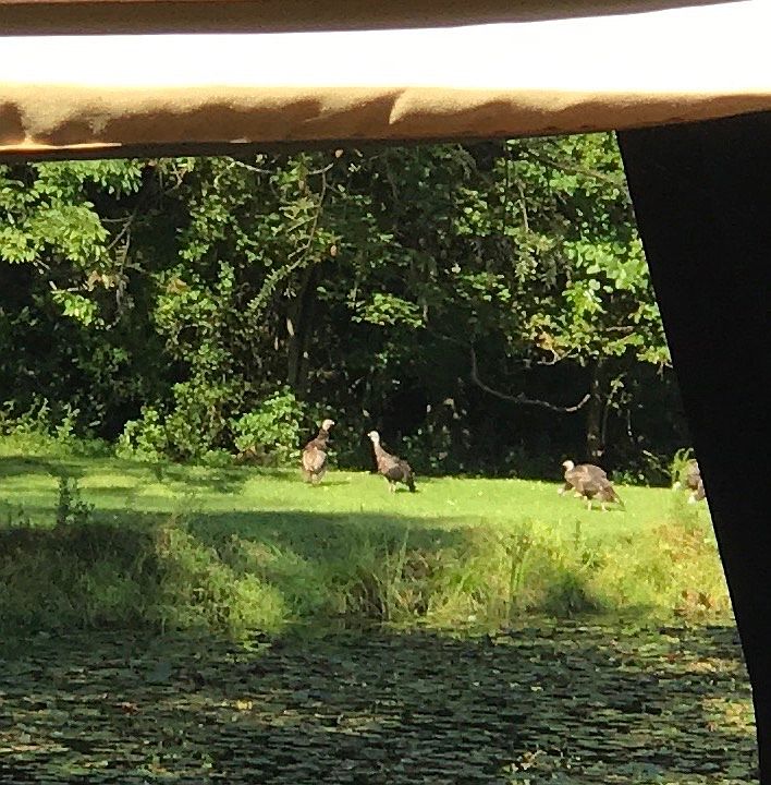 Wildlife