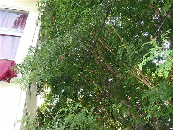 Trees growing over wires