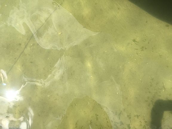 Sandy Bottom