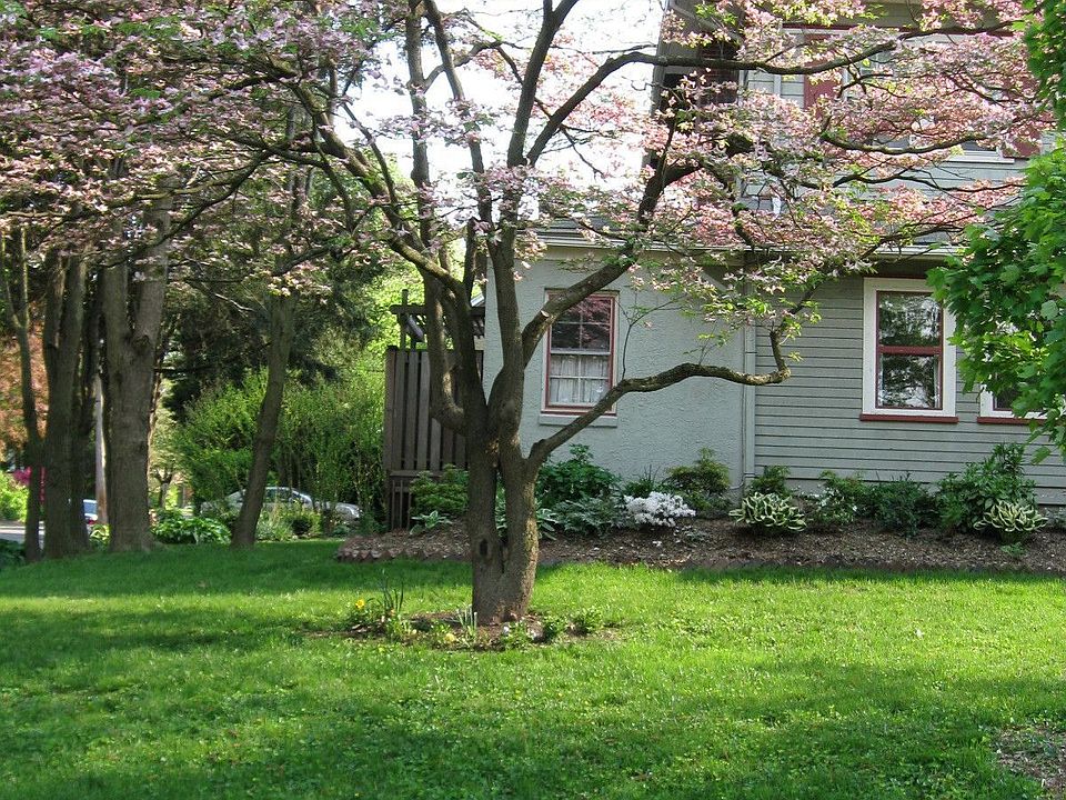 Dogwood in bloom.