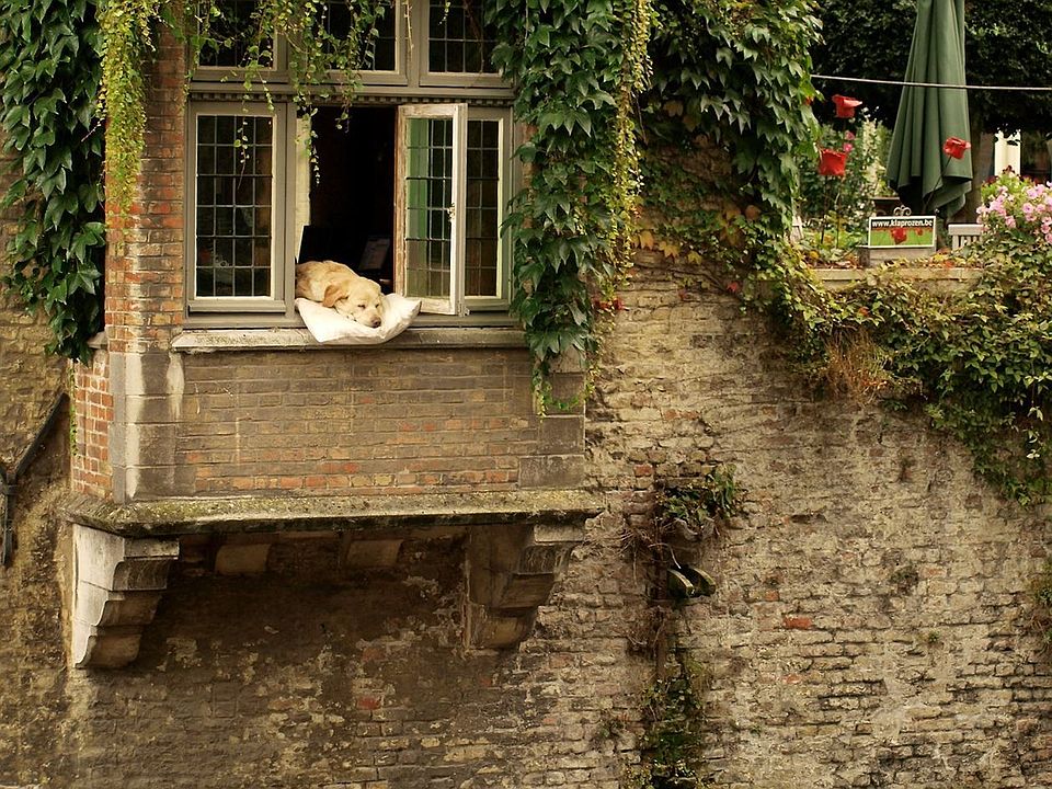 Fidel_bruges
