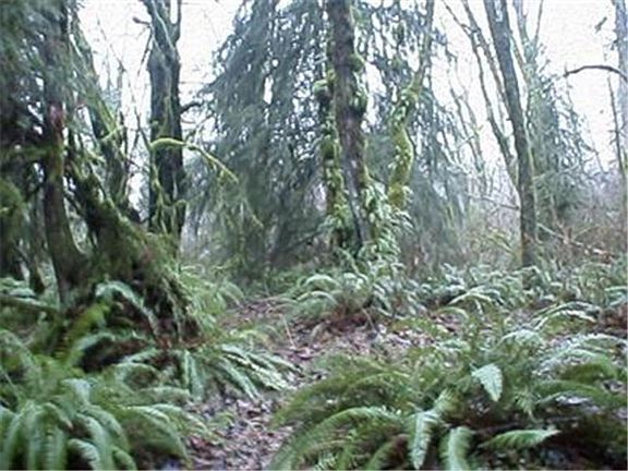 3rd image of 3100 SE 157th Ave
