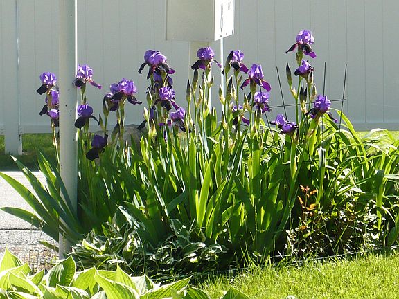 Our beautiful Iris' suround our mail box
