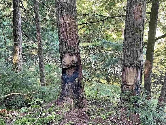 5th image of 00 Brown Road