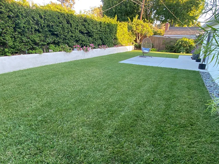 Lush backyard