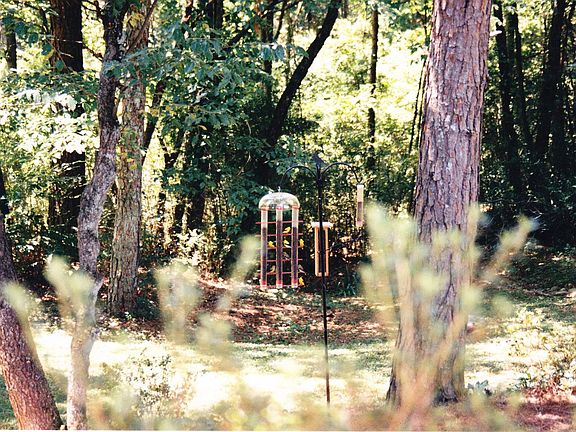 Wooded Backyard