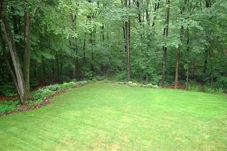 Wooded Backyard