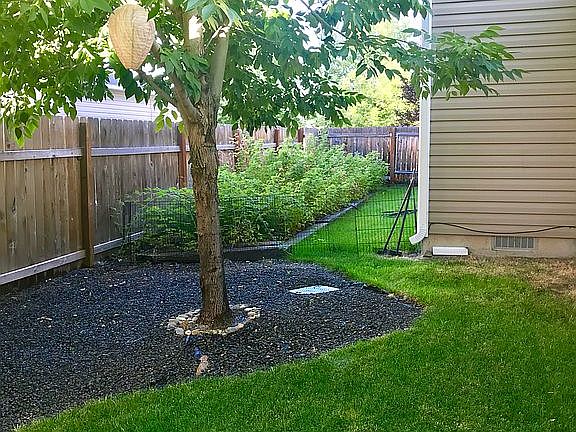 side berry garden