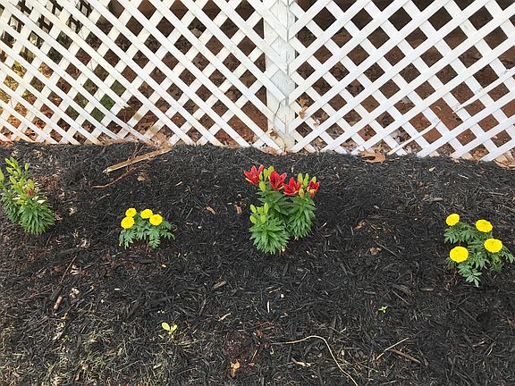 Freshly planted Flowers