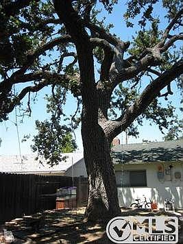 Large Oak tree in backyard of main house