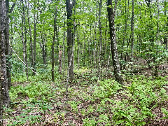 5th image of Forest Ln