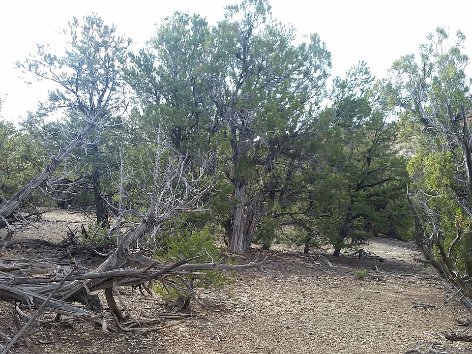 1st image of Cedar Mountain 9 #41