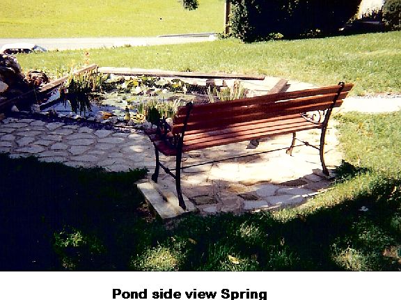 Fish Pond and fountain