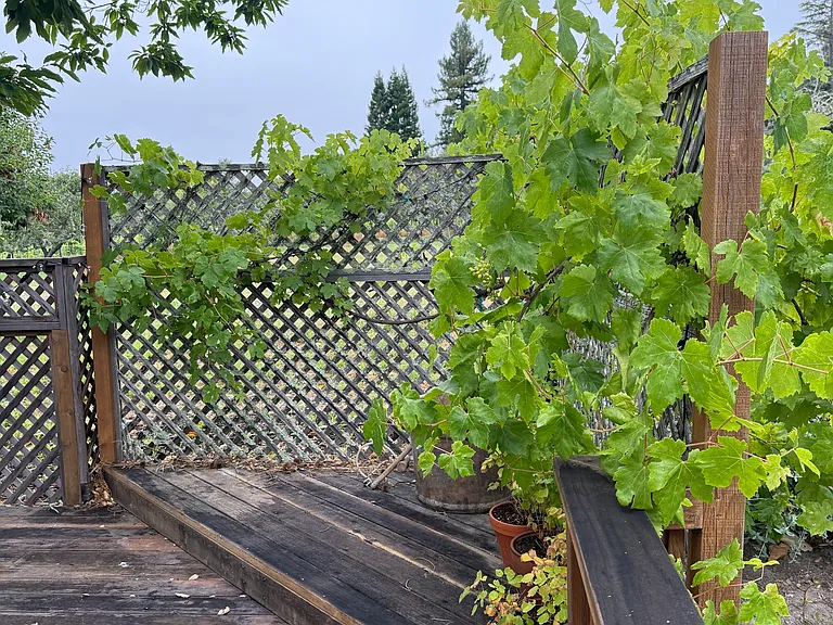 climbing eatable grape vines