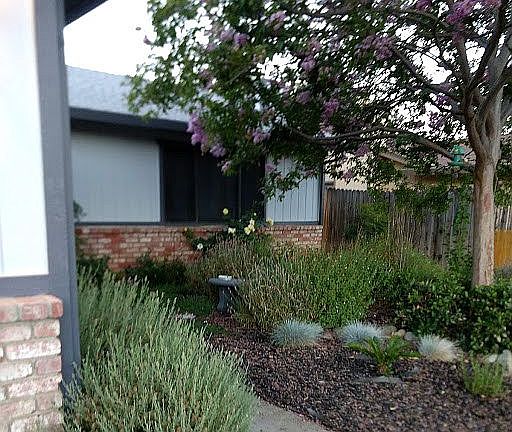 Native CA Plants
