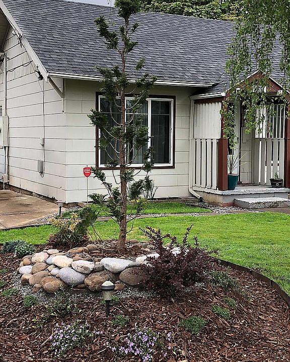 Japanese Honolulu Cypress