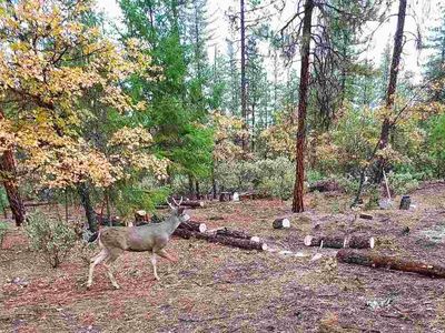 6519 Mill Creek Rd, Fort Jones, CA, 96032