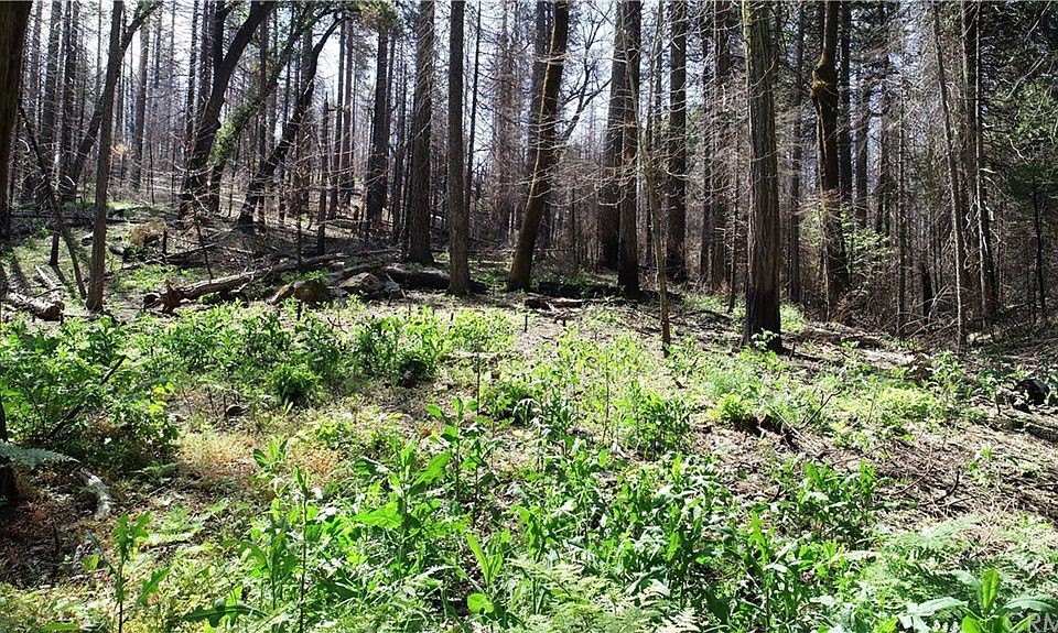 1st image of 229 Comet Mine Rd