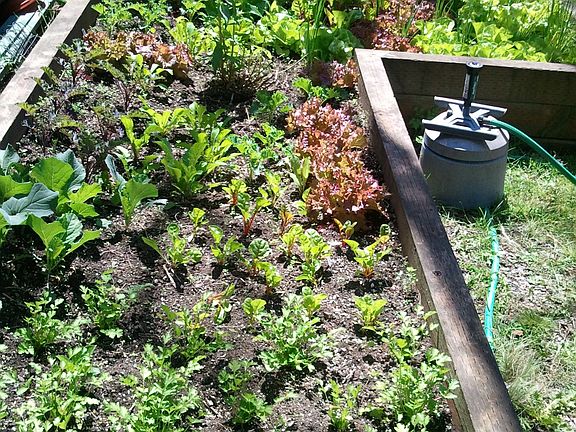 Raised Bed Vegetable Garden