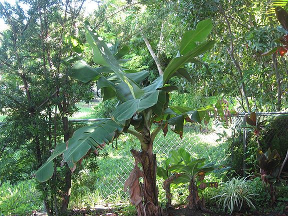 Banana trees