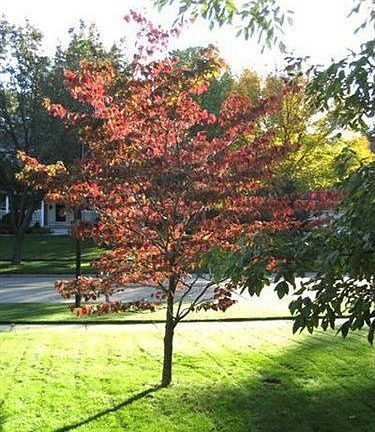 3rd image of 829 Quail Hollow Cir