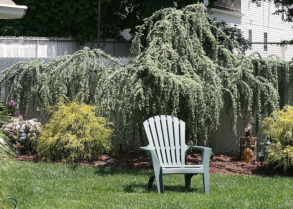 Rear yard