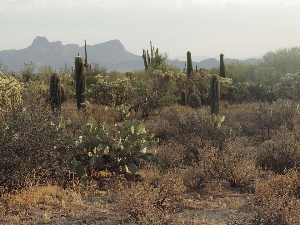 1st image of 11151 N Camino De Oeste