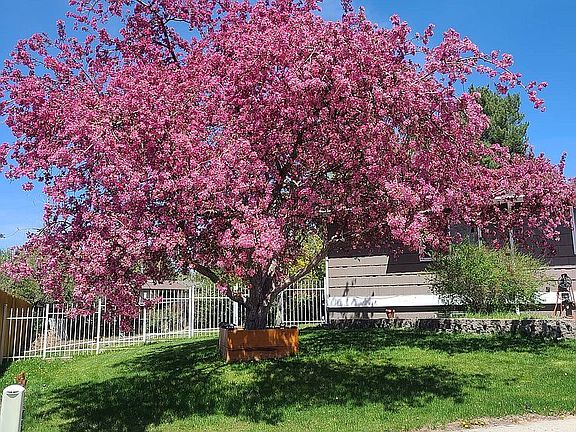 Crabapple tree blooms in May