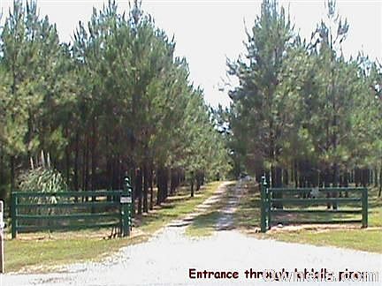 Entrance through loblolly pines