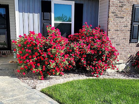 Double knock roses