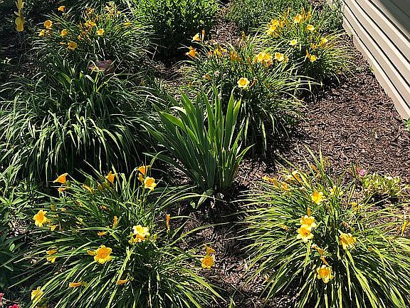 Perennial garden
