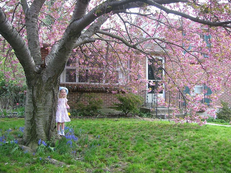Front yard cherry tree