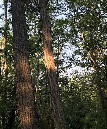 4th image of 9602 Edgewood Dr