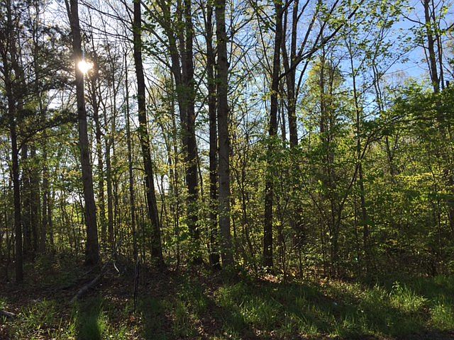 Wooded & Level