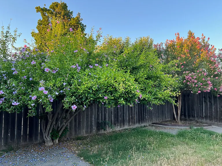2409 Riedel Way — Photo 13