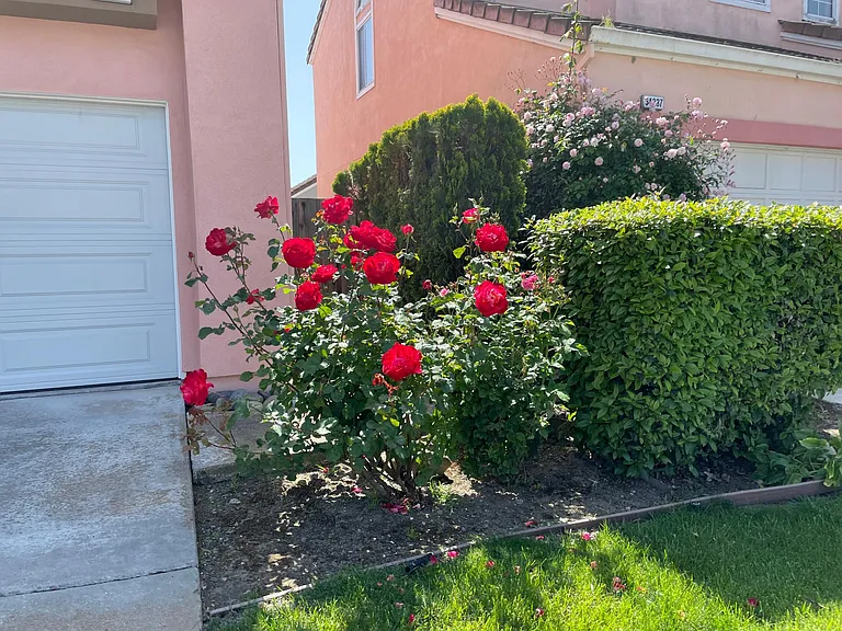 34245 Tupelo St — Photo 39