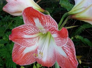 1708 High Ridge Rd, Lake Worth, FL 33461