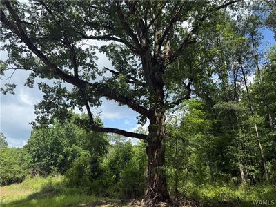 2 Samson Clements Loop Rd, Berry, AL, 35546