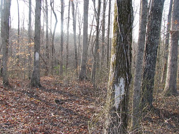 Property line
