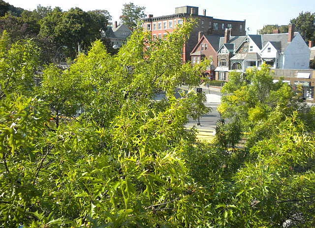 1417 Beacon St #9 — Photo 16