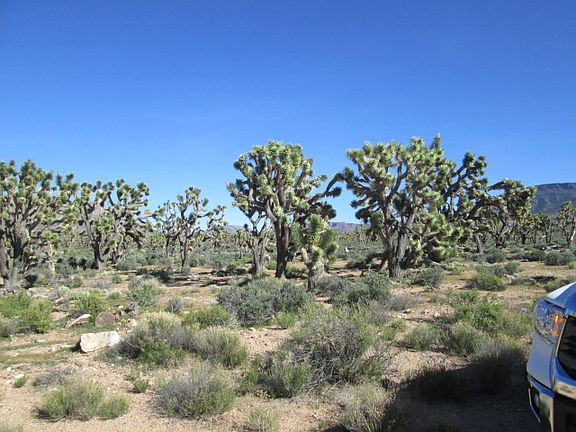 5th image of 26542 Palo Christi And 26541 Cholla