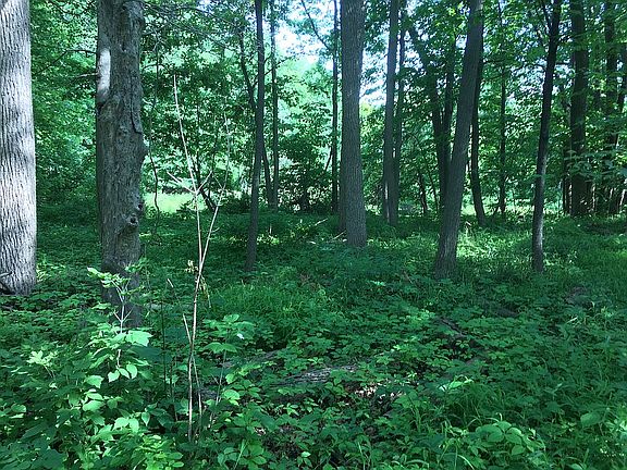 very private back yard