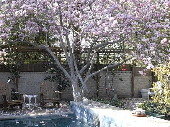 Pool with Magnolias in bloom