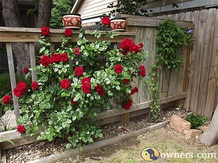 front roses/clematis