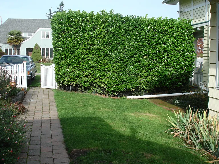 Laurel Hedge Gives Privacy to Garden
Parking for 2 cars just beyond fence
Off Street